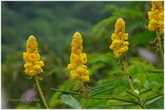 Senna alata